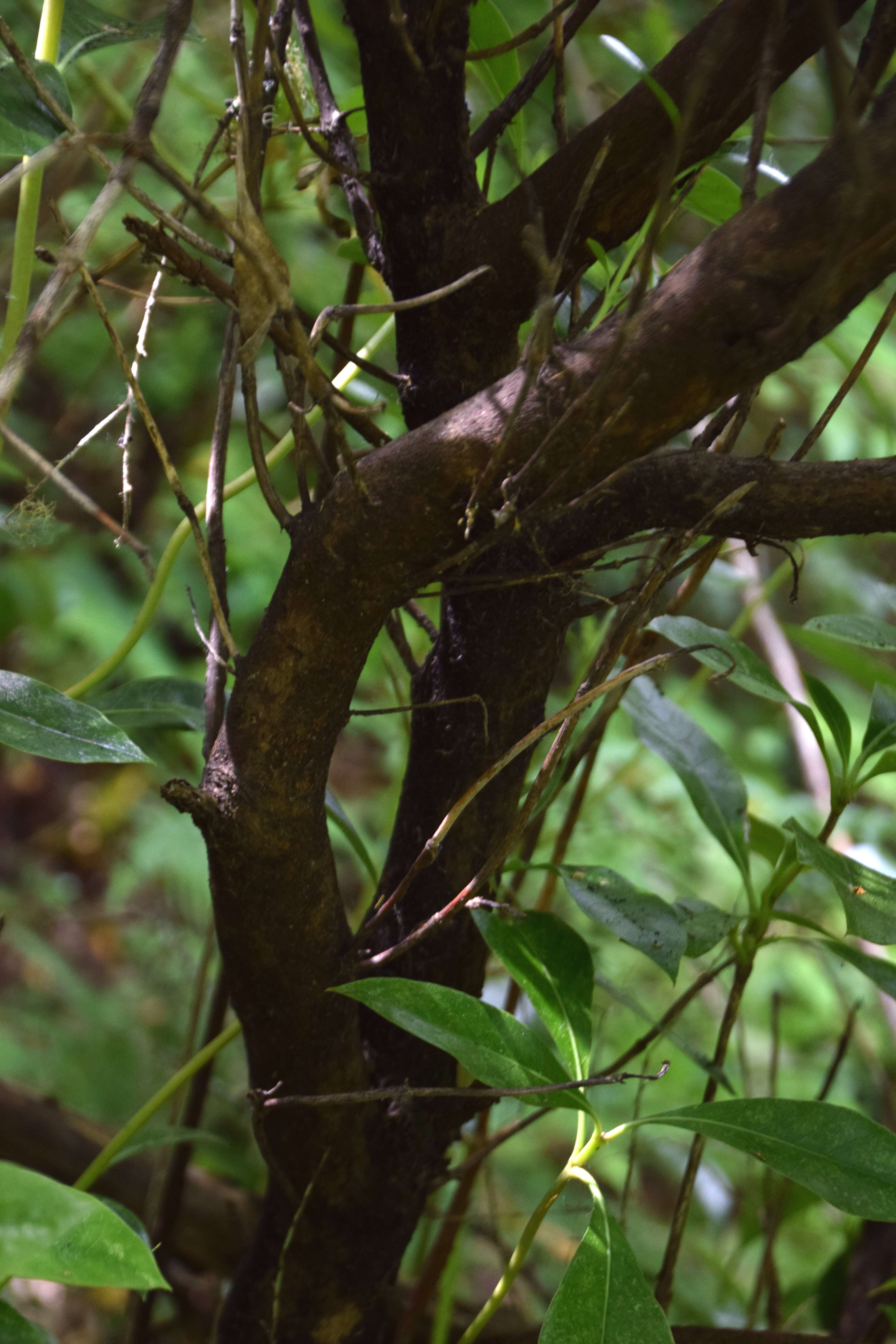 Image of Coprosma lucida J. R. Forst. & G. Forst.