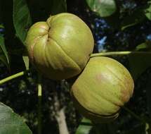 Image of shellbark hickory