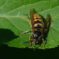 Image of Common wasp