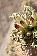 Image of Pachypodium namaquanum (Wyley ex Harv.) Welw.