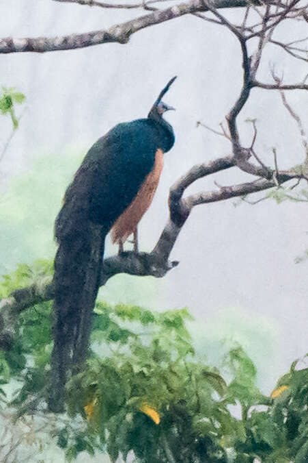 Image of Green Peafowl