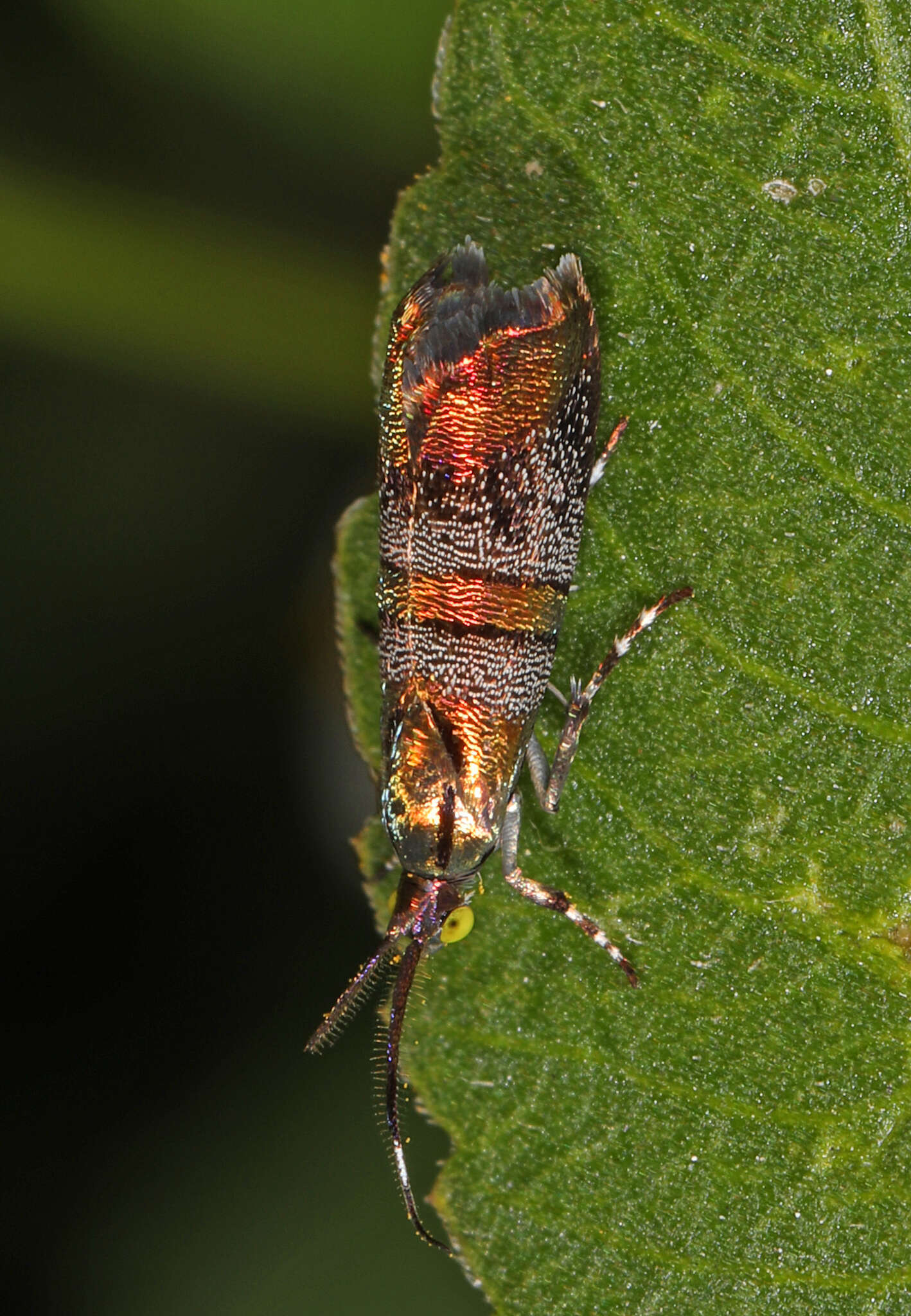 Image of Slosson's Metalmark Moth