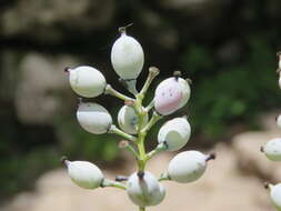 Image of Berberis aristata DC.