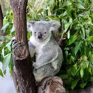 Image of koalas