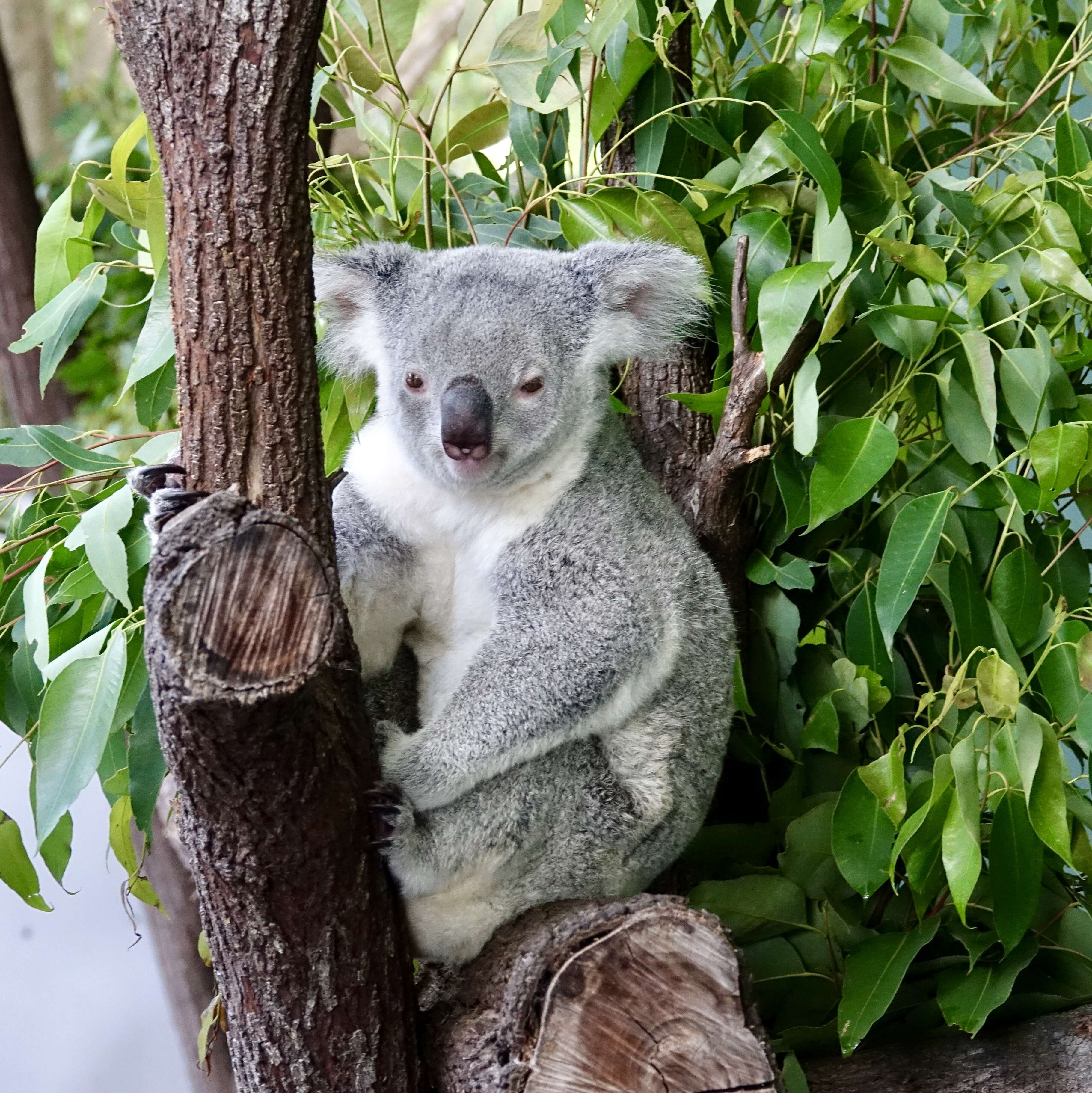 Image of koalas