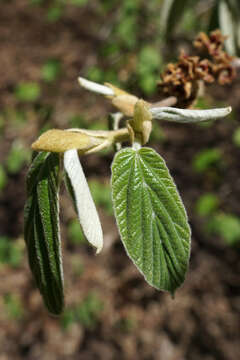 Imagem de Hamamelis mollis Oliv.