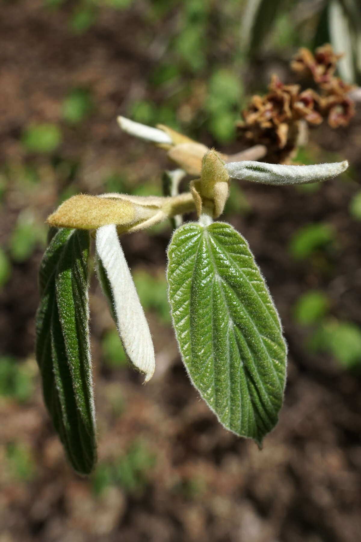 Hamamelis mollis Oliv. resmi