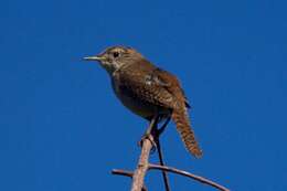 Image of House Wren