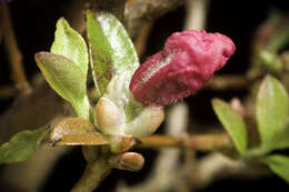 صورة Rhododendron mucronulatum Turcz.