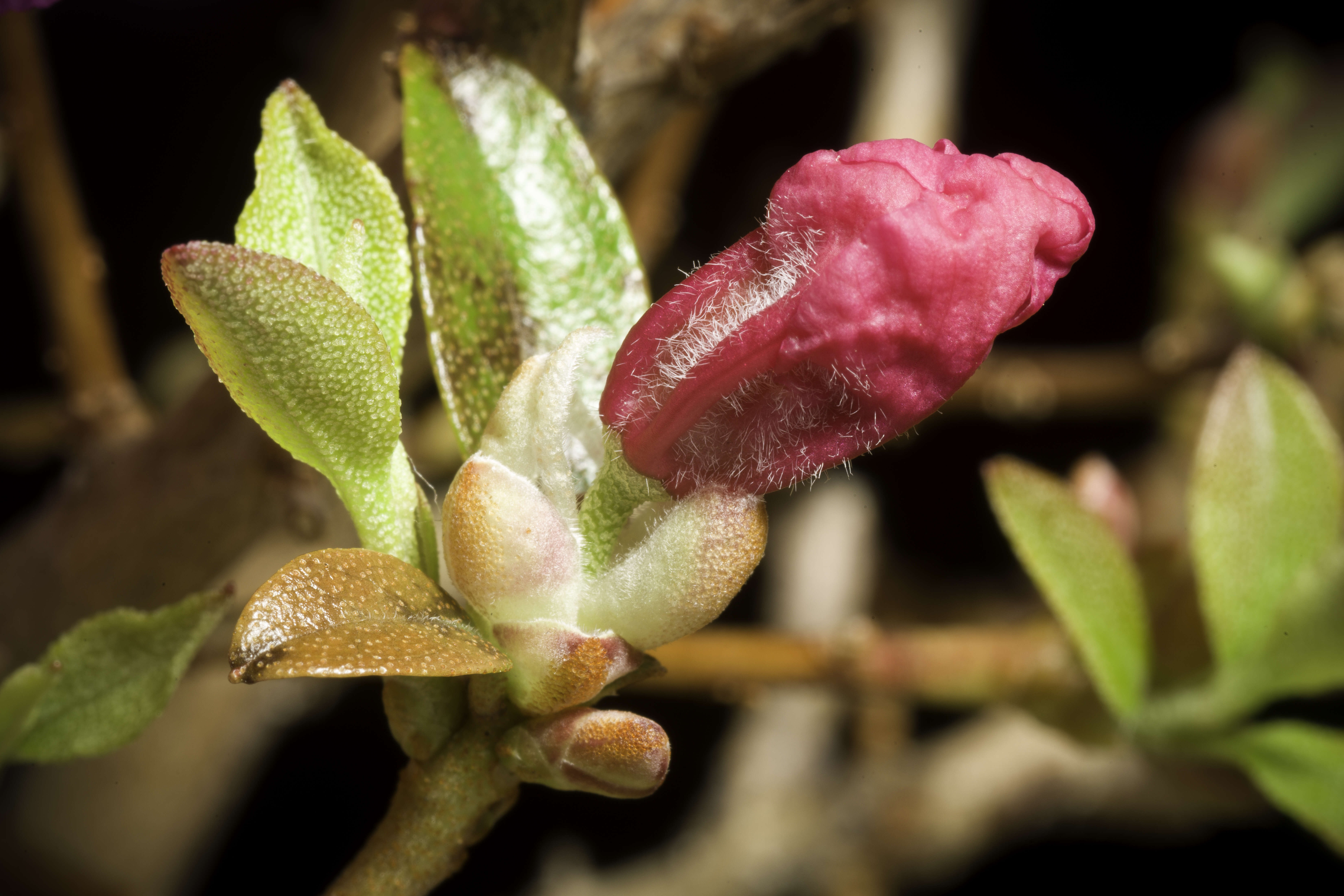 صورة Rhododendron mucronulatum Turcz.