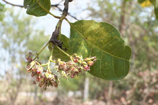 Image of cashew