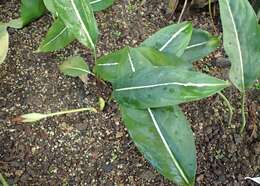 Image of Aglaonema costatum N. E. Br.