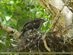 Image of Eurasian Sparrowhawk