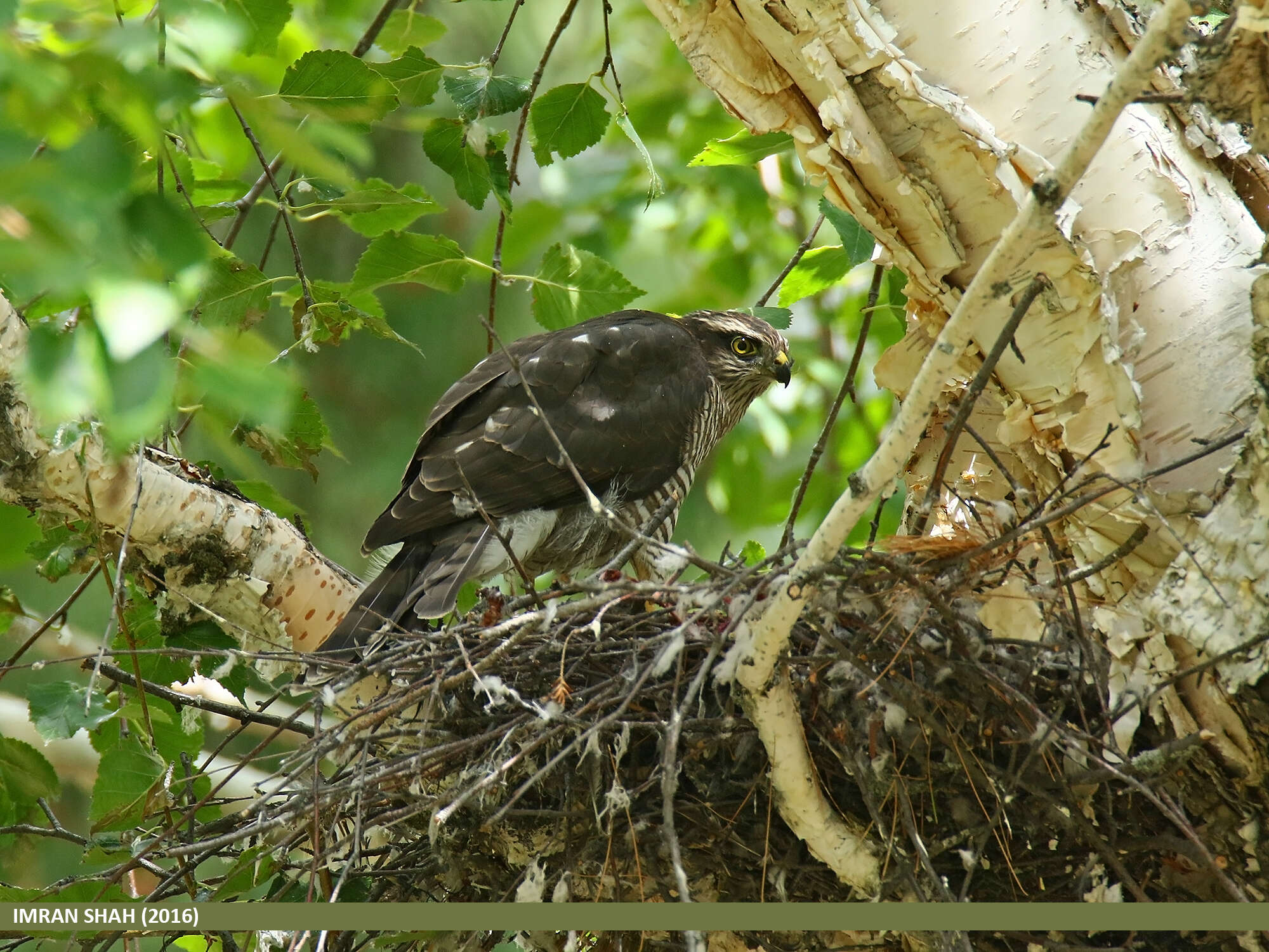 Image of Eurasian Sparrowhawk