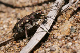 Plancia ëd Cicindela (Cicindela) limbalis Klug 1834