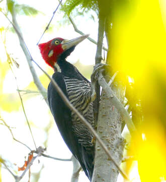 Image of Crimson-crested Woodpecker