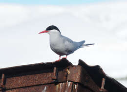 Image of Antarctic Tern