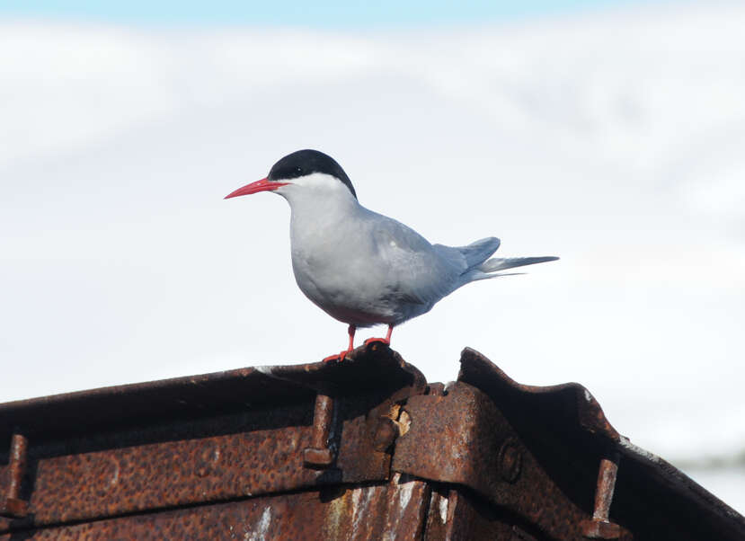 Image of Antarctic Tern