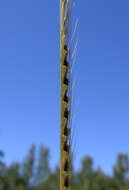 Image of Australian fingergrass