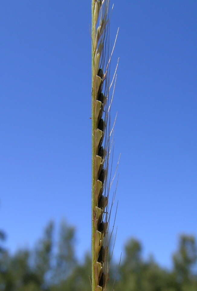 Image of Australian fingergrass