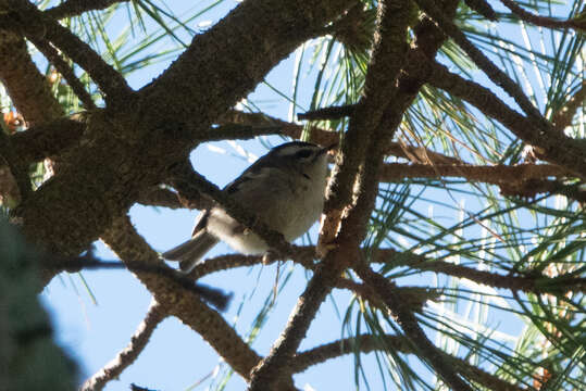 Image of Golden-crowned Kinglet