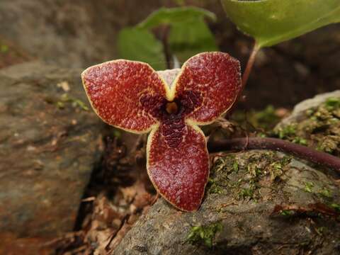 Image of Asarum asperum Maekawa