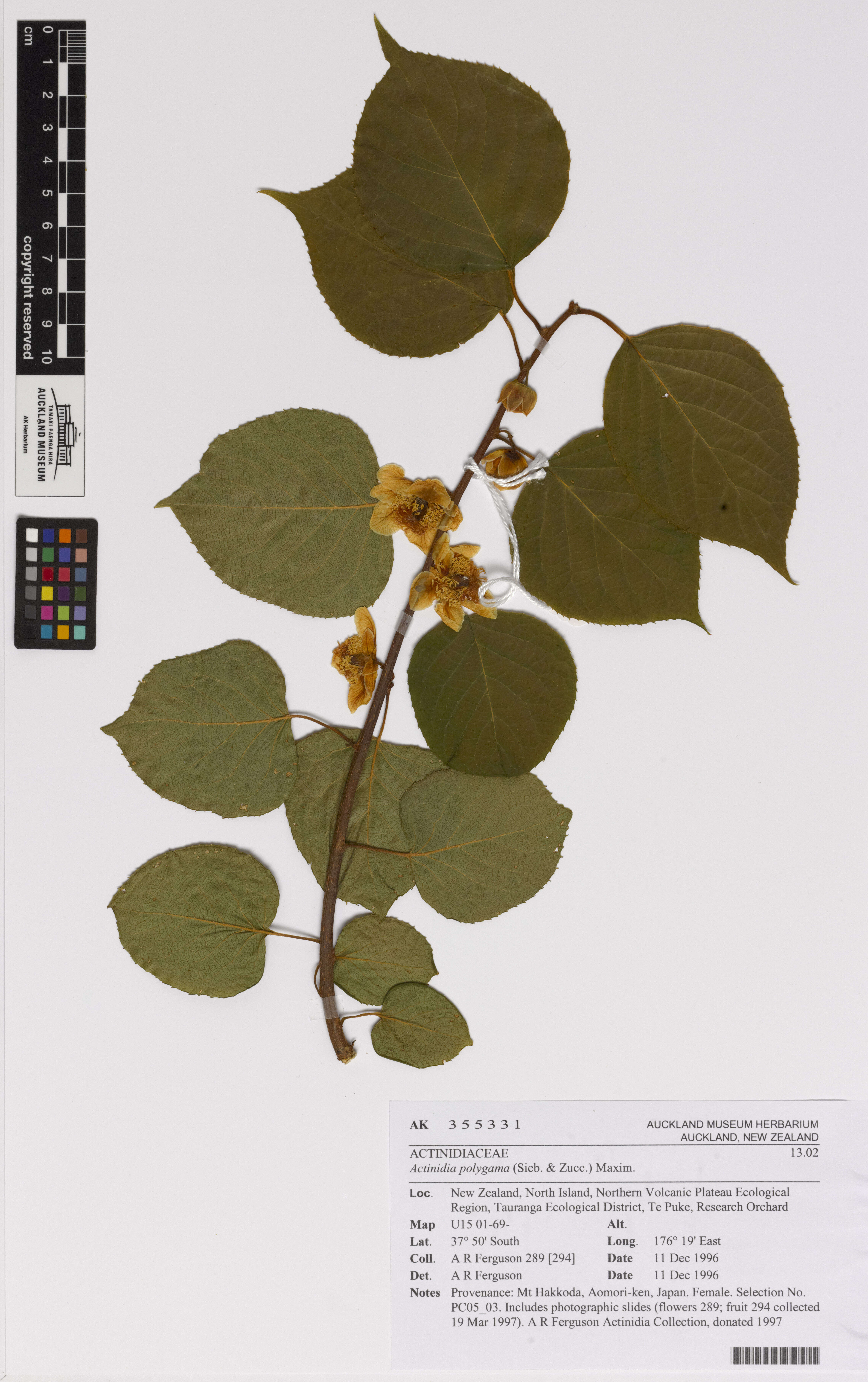 Image of silver vine