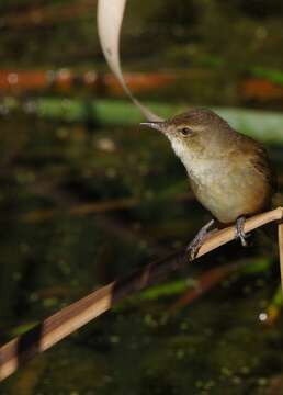 Image of Australian Reed Warbler