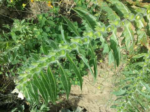 Image of black henbane