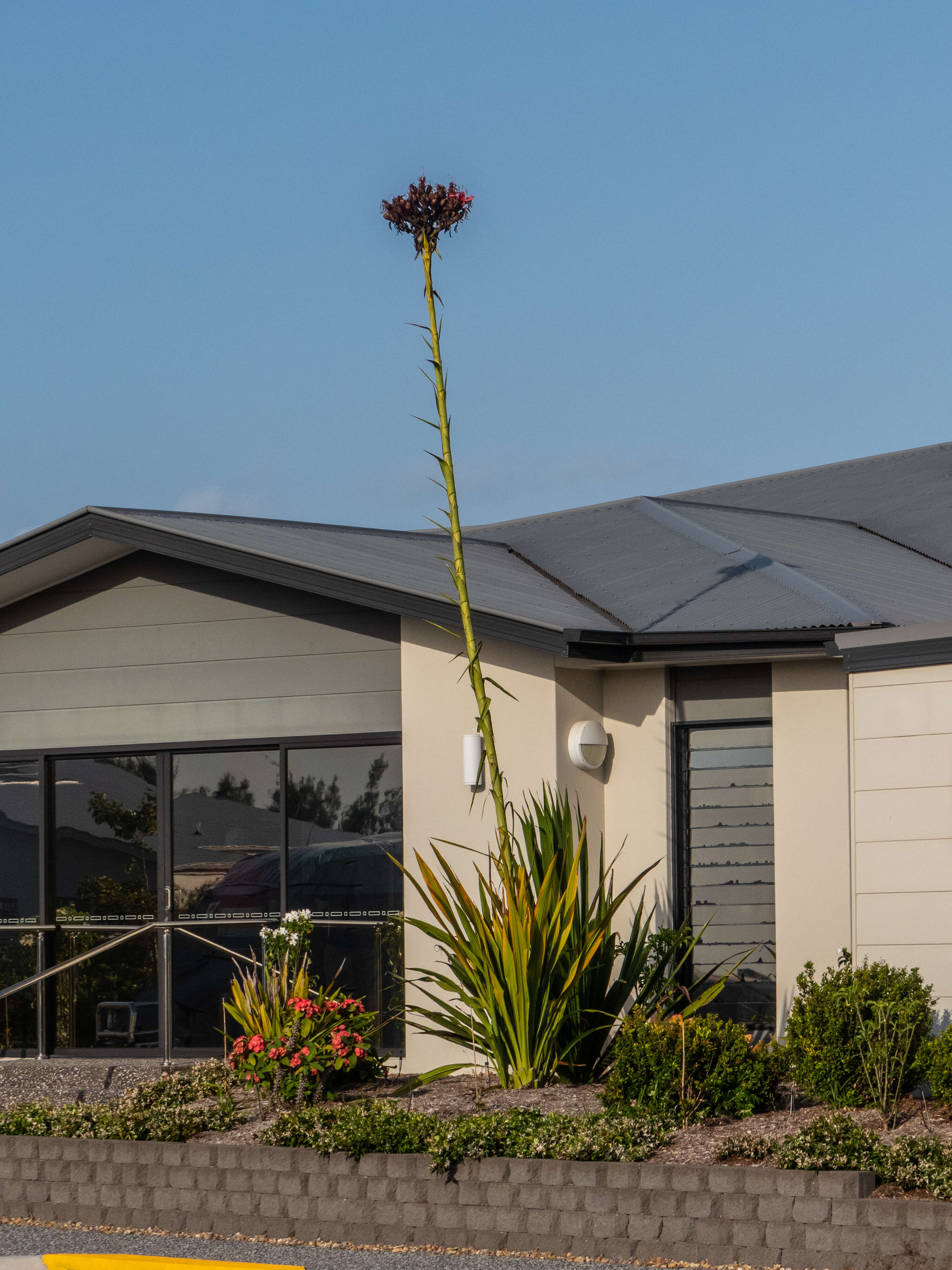 Doryanthes excelsa Corrêa resmi