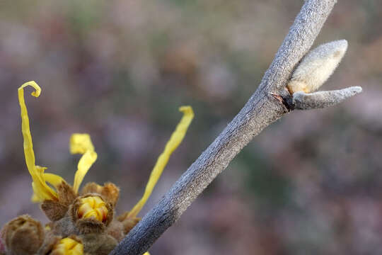 Image of Chinese witch hazel