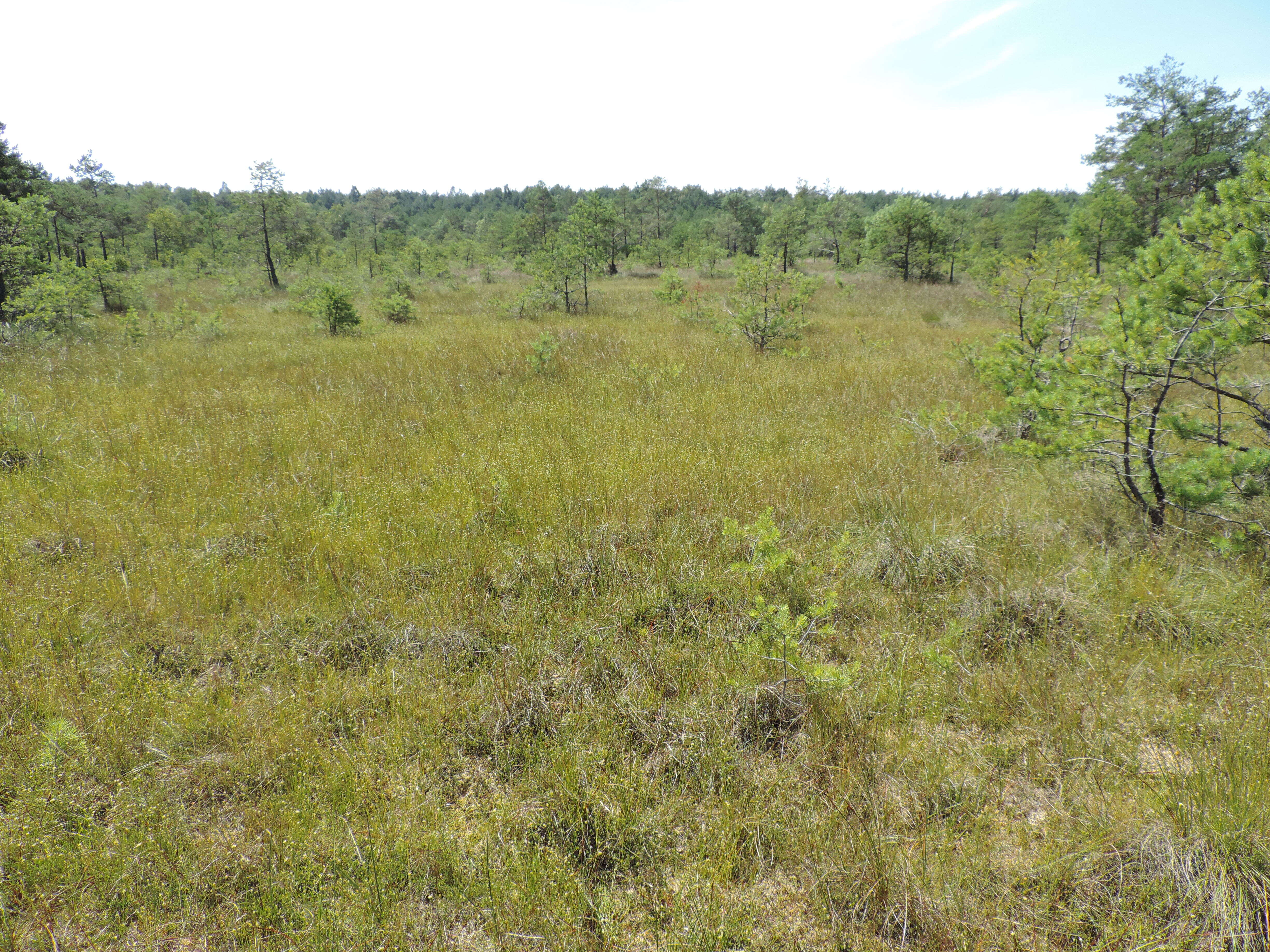 Plancia ëd Rhynchospora alba (L.) Vahl