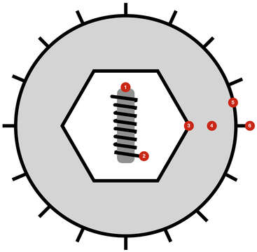 Image de Herpesvirales