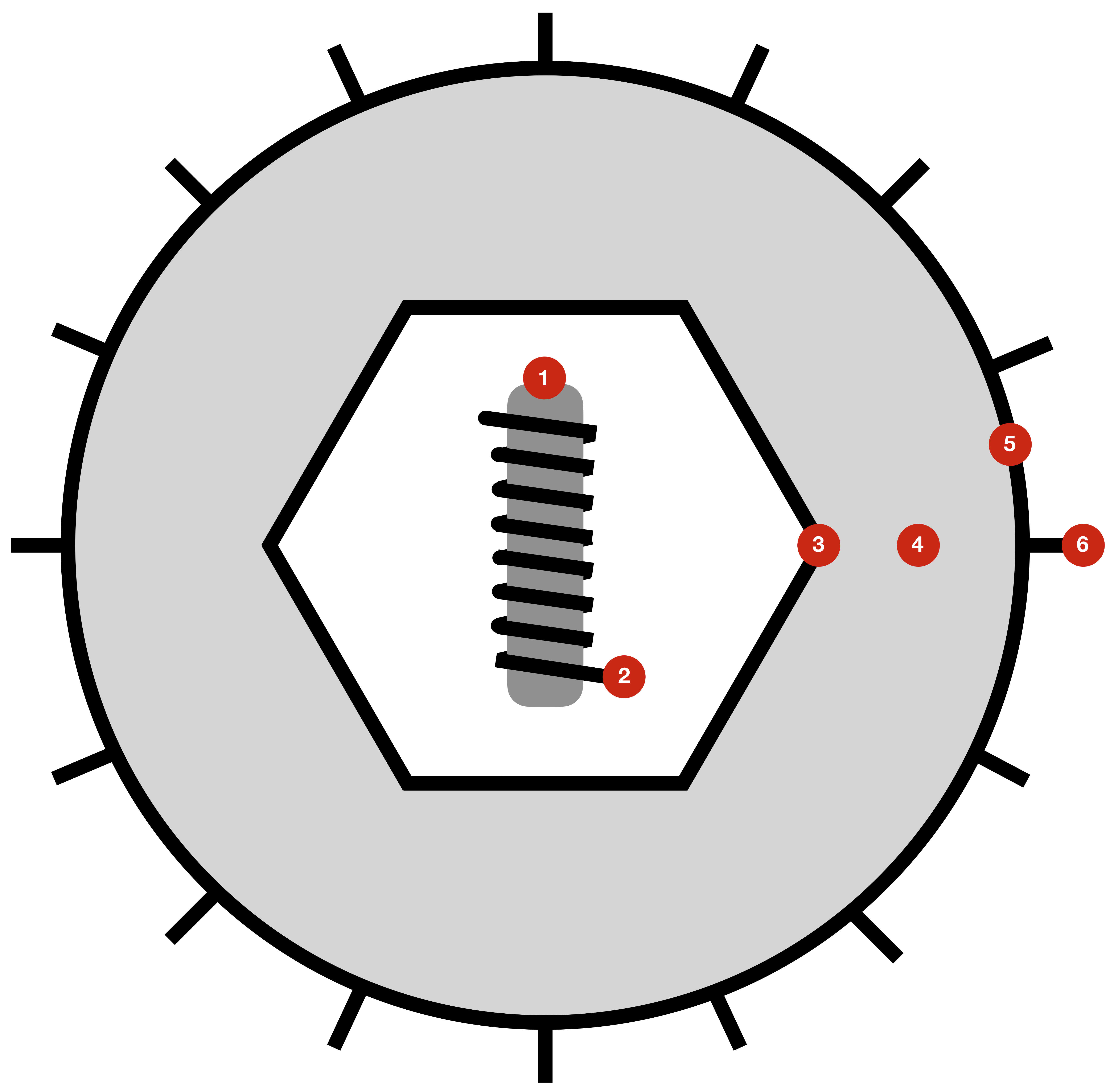 Image de Herpesvirales