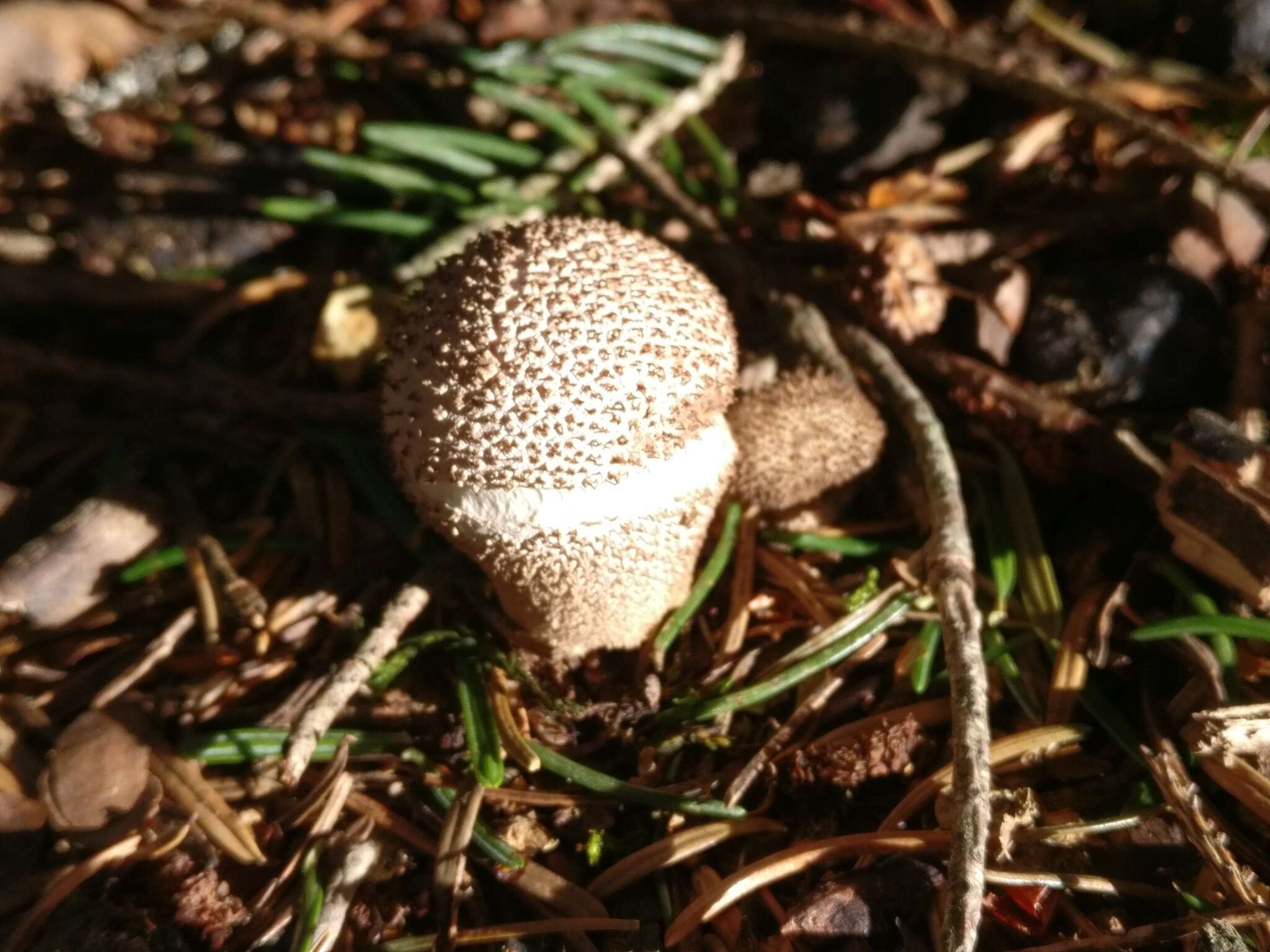 Imagem de Lycoperdon perlatum Pers. 1796