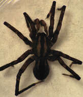 Image of gradungulid spiders