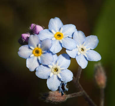 Image of field forget-me-not