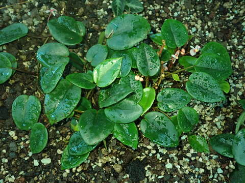 Image of Begonia elaeagnifolia Hook. fil.