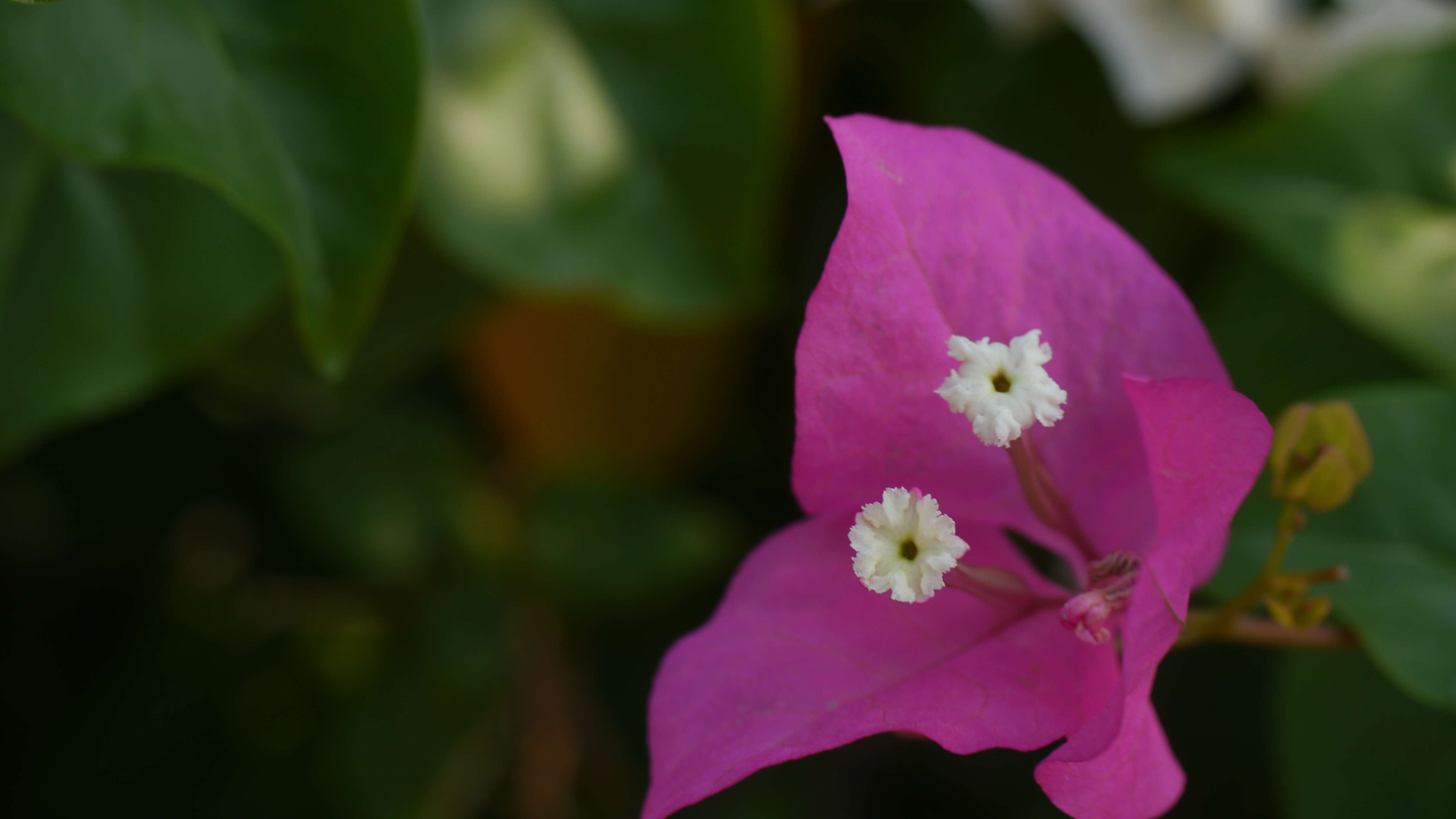 Image of paperflower