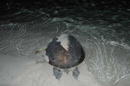 Image of Caretta