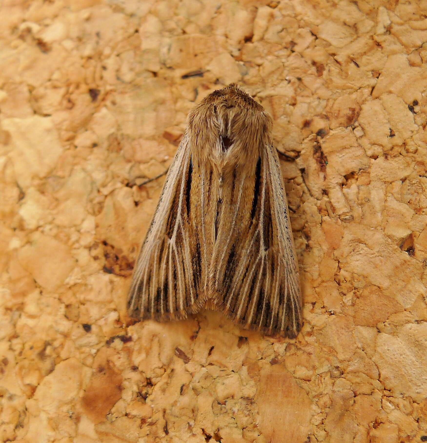 Image of shoulder-striped wainscot