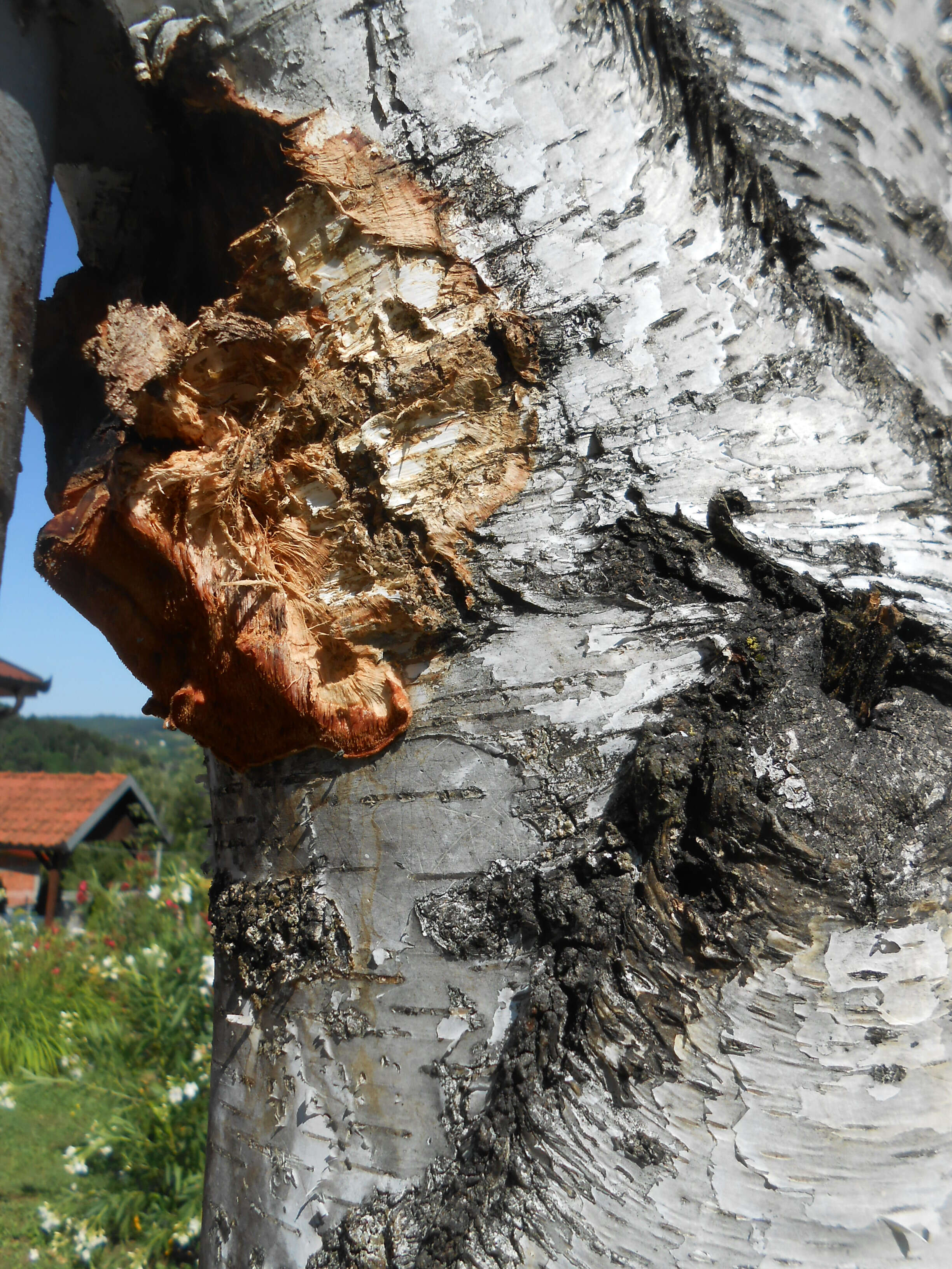 Image of Orchard toothcrust