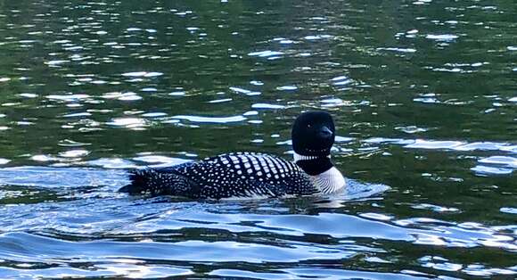 Image of loons