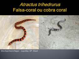 Atractus trihedrurus Amaral 1926 resmi