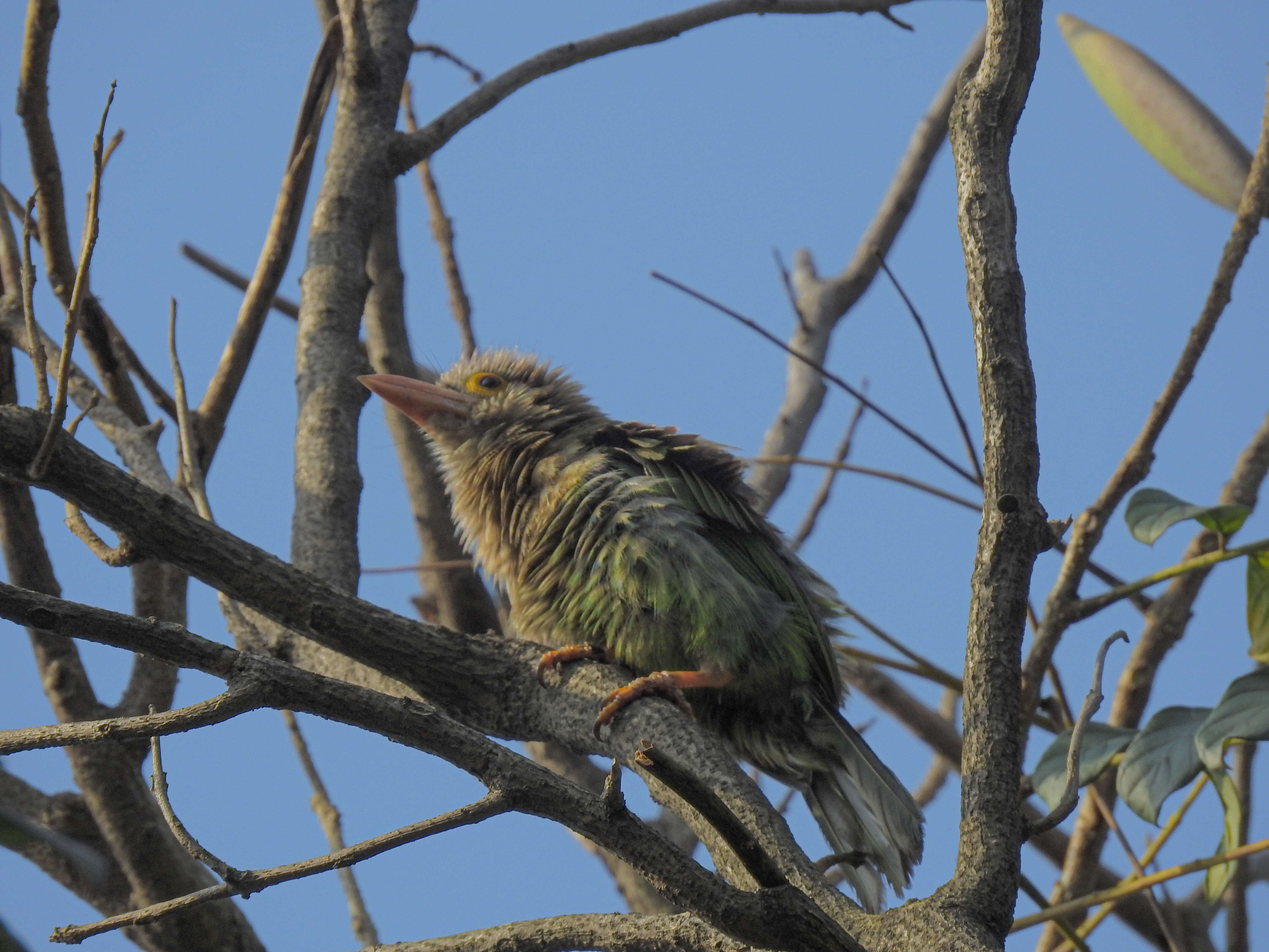 Psilopogon lineatus (Vieillot 1816) resmi