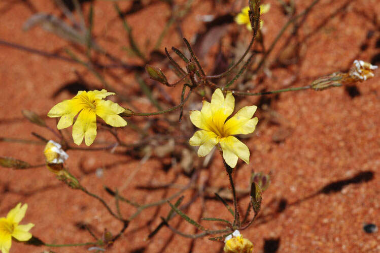 Image of Goodenia berardiana (Gaud.) R. C. Carolin