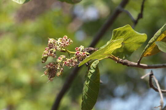 Image of cashew