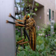 صورة Cophinopoda chinensis (Fabricius 1794)