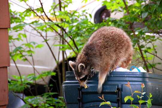 Image of raccoons