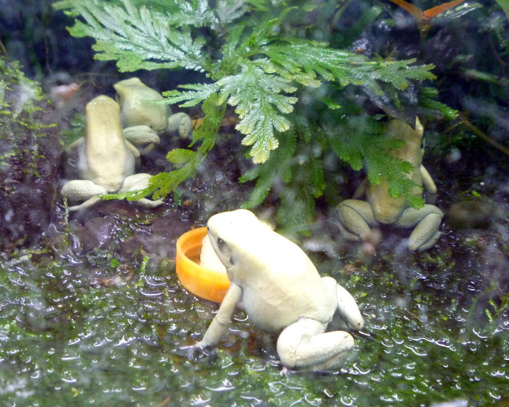 Image of Golden Poison Frog